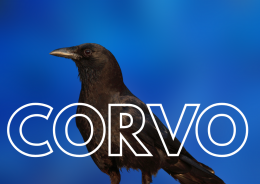 Sonhar com Corvos